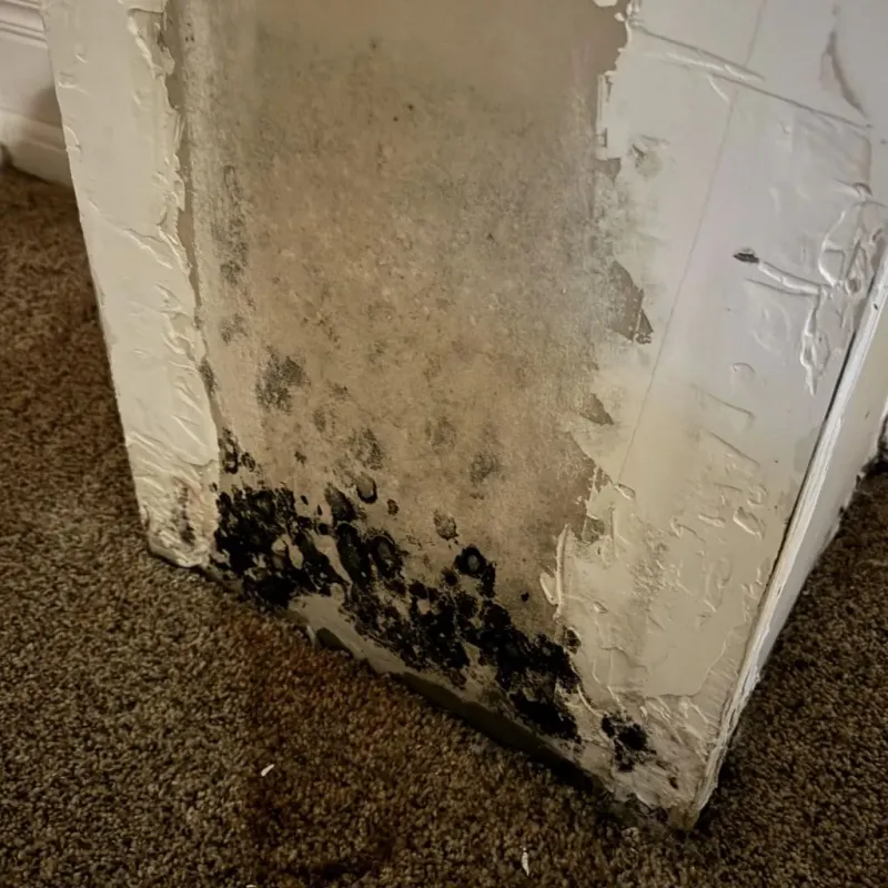 Professional Mold Removal in Shelley, ID